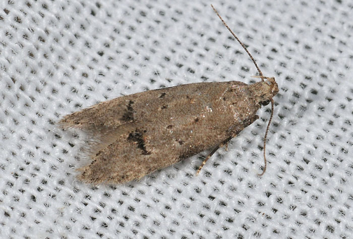 Gelechiidae 7